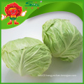 Chinese green cabbage round cabbage